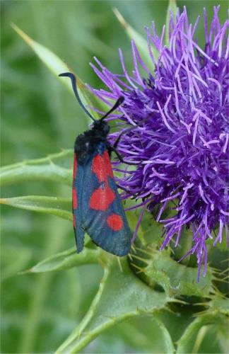 Zygaena trifolii